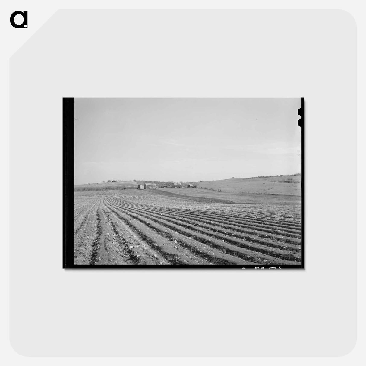 アートポストカード-Bexar County Cotton Fields
 - ラッセル リー Postcard.