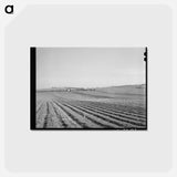 アートポストカード-Bexar County Cotton Fields
 - ラッセル リー Postcard.