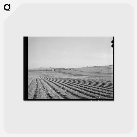 アートポストカード-Bexar County Cotton Fields
 - ラッセル リー Postcard.