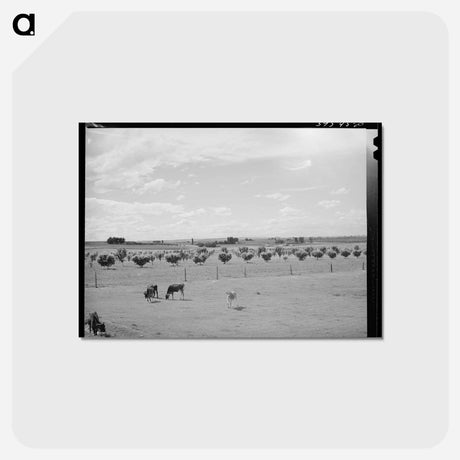 アートポストカード-Canyon County Dairyland
 - ラッセル リー Postcard.