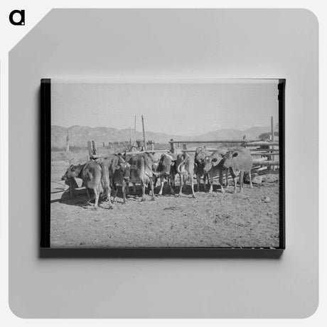 アートパネル-Herd of Dairy Cows
 - ラッセル リー Canvas.