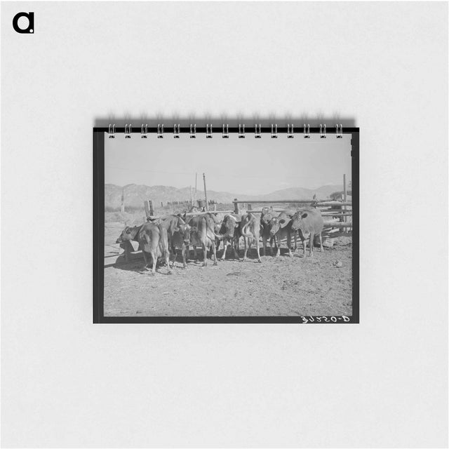 アートメモ帳-Herd of Dairy Cows
 - ラッセル リー Memo.