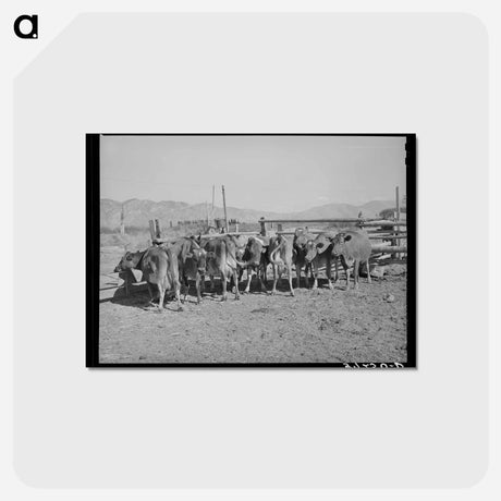 アートポストカード-Herd of Dairy Cows
 - ラッセル リー Postcard.
