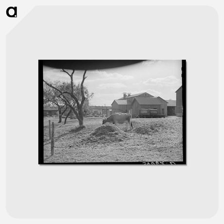 アートポストカード-Cotton Gin Yard
 - ラッセル リー Postcard.