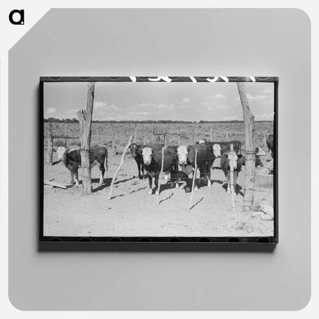 アートパネル-Beef Herd Calves
 - ラッセル リー Canvas.