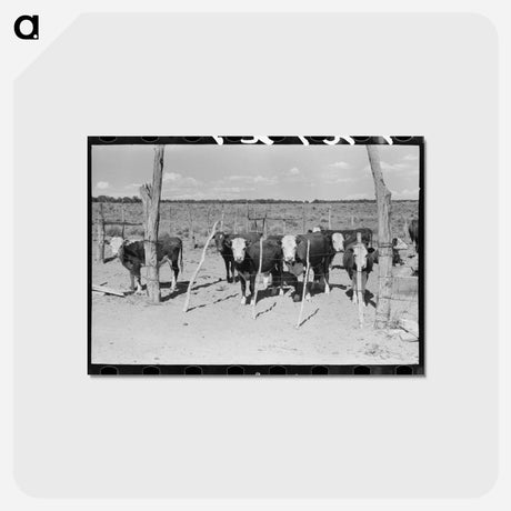 アートポストカード-Beef Herd Calves
 - ラッセル リー Postcard.