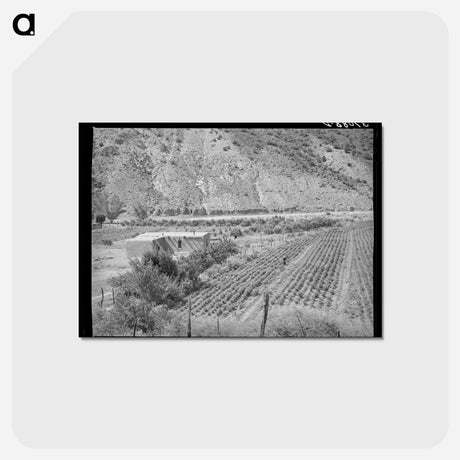アートポストカード-Adobe House and Chili Field
 - ラッセル リー Postcard.