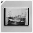 アートパネル-Loomis Fruit Association Dinner Decorations
 - ラッセル リー Canvas.
