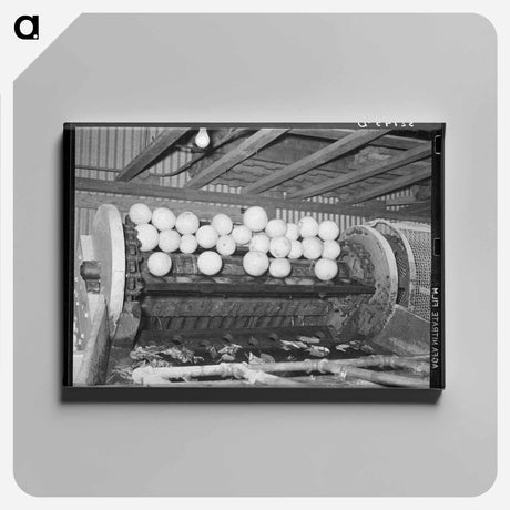 アートパネル-Grapefruit Scrubbing Machine
 - ラッセル リー Canvas.