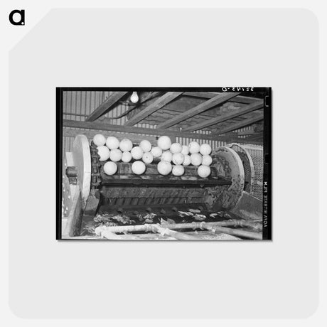 アートポストカード-Grapefruit Scrubbing Machine
 - ラッセル リー Postcard.