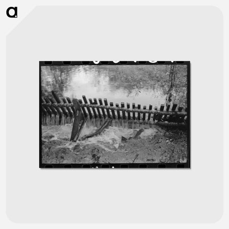 アートポストカード-Salmon Hatchery Trap
 - ラッセル リー Postcard.