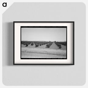 アートポスター-Citrus Orchard, Maricopa County
 - ラッセル リー Poster.