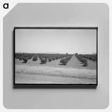 アートパネル-Citrus Orchard, Maricopa County
 - ラッセル リー Canvas.