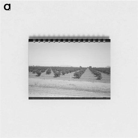 アートメモ帳-Citrus Orchard, Maricopa County
 - ラッセル リー Memo.