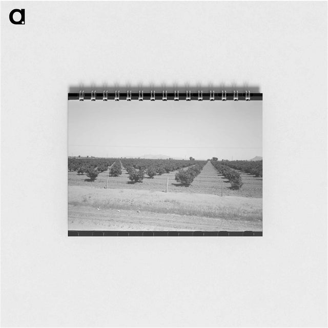 アートメモ帳-Citrus Orchard, Maricopa County
 - ラッセル リー Memo.