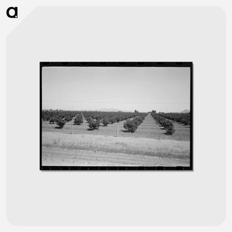 アートポストカード-Citrus Orchard, Maricopa County
 - ラッセル リー Postcard.