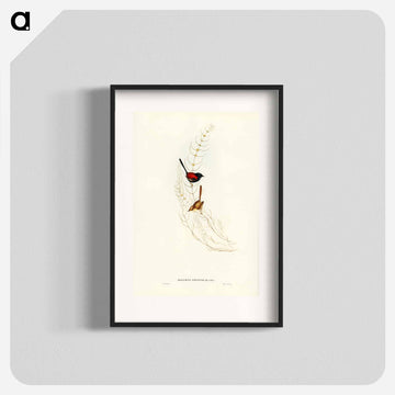 Brown's Wren
 - ジョン グールド Poster.