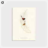 アートポストカード-Brown's Wren
 - ジョン グールド Postcard.