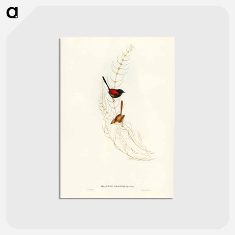 アートポストカード-Brown's Wren
 - ジョン グールド Postcard.