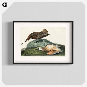 アートポスター-Esquimaux Curlew
 - ジョン ジェームス オーデュボン Poster.
