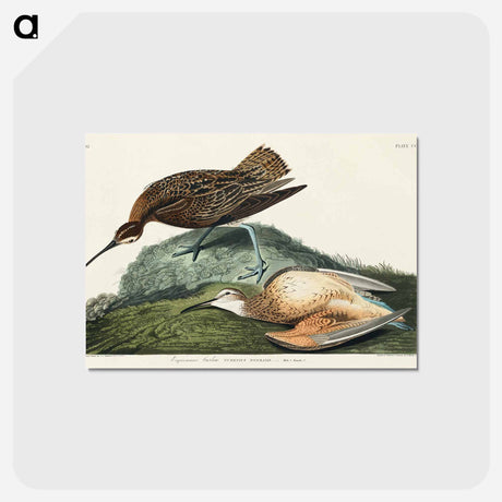 アートポストカード-Esquimaux Curlew
 - ジョン ジェームス オーデュボン Postcard.