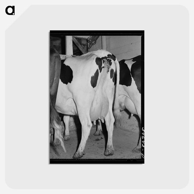 アートポストカード-Cows of Canyon County
 - ラッセル リー Postcard.
