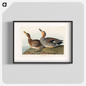 アートポスター-Gadwall Duck from Birds of America
 - アメリカの鳥たち Poster.