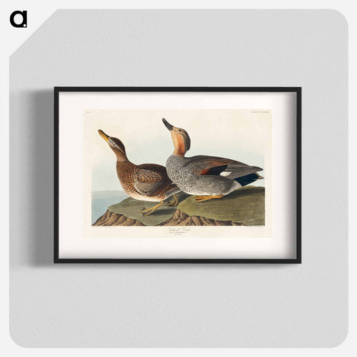 Gadwall Duck from Birds of America
 - アメリカの鳥たち Poster.