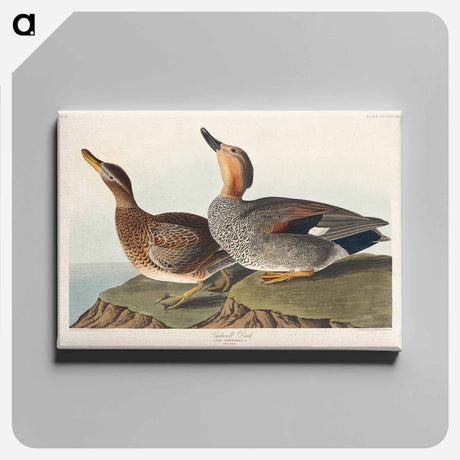 アートパネル-Gadwall Duck from Birds of America
 - アメリカの鳥たち Canvas.