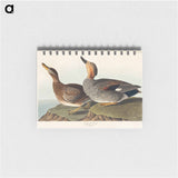 アートメモ帳-Gadwall Duck from Birds of America
 - アメリカの鳥たち Memo.