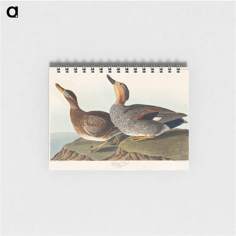 アートメモ帳-Gadwall Duck from Birds of America
 - アメリカの鳥たち Memo.