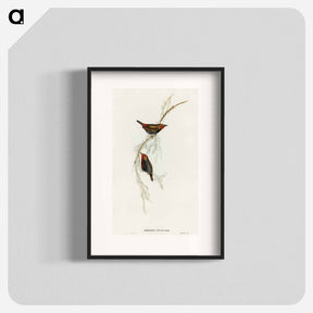 アートポスター-Painted Finch
 - オーストラリアの鳥 Poster.