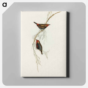 アートパネル-Painted Finch
 - オーストラリアの鳥 Canvas.