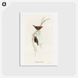 アートポストカード-Painted Finch
 - オーストラリアの鳥 Postcard.