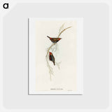 アートポストカード-Painted Finch
 - オーストラリアの鳥 Postcard.