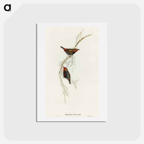 アートポストカード-Painted Finch
 - オーストラリアの鳥 Postcard.