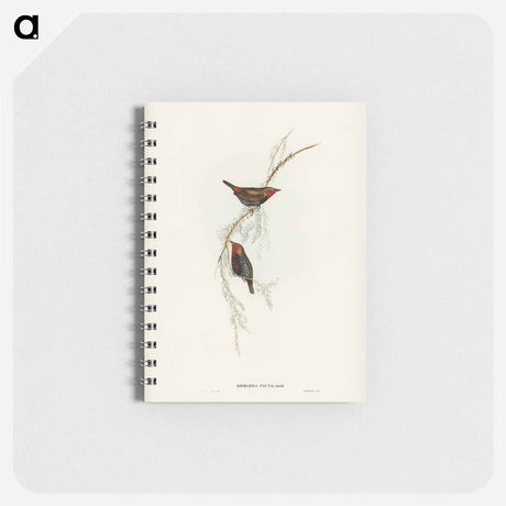 アートメモ帳-Painted Finch
 - オーストラリアの鳥 Memo.