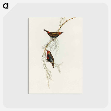 アートポストカード-Painted Finch
 - オーストラリアの鳥 Postcard.