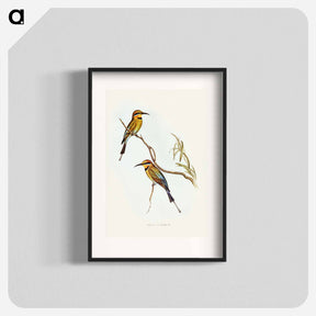 アートポスター-Australian Bee-eater
 - ジョン グールド Poster.