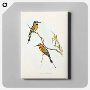 アートパネル-Australian Bee-eater
 - ジョン グールド Canvas.