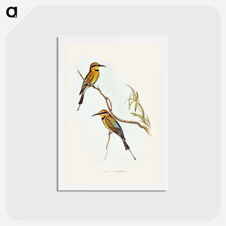アートポストカード-Australian Bee-eater
 - ジョン グールド Postcard.