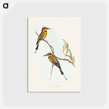 アートポストカード-Australian Bee-eater
 - ジョン グールド Postcard.