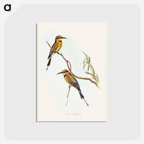 アートポストカード-Australian Bee-eater
 - ジョン グールド Postcard.