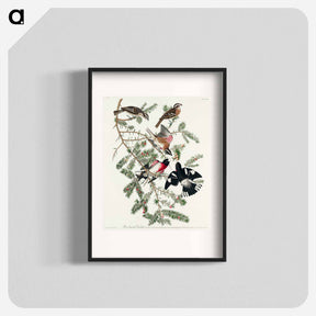 アートポスター-Rose-breasted Grosbeak
 - ジョン ジェームス オーデュボン Poster.