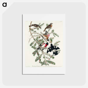 アートポストカード-Rose-breasted Grosbeak
 - ジョン ジェームス オーデュボン Postcard.