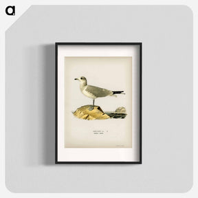 アートポスター-Common Gull
 - スヴェンスカ フォグラル Poster.