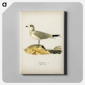 アートパネル-Common Gull
 - スヴェンスカ フォグラル Canvas.