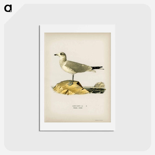 Common Gull
 - スヴェンスカ フォグラル Postcard.