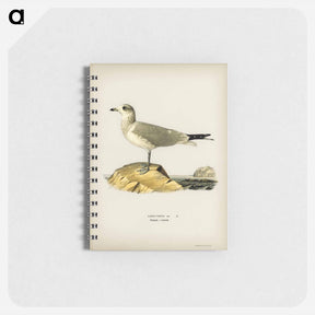 アートメモ帳-Common Gull
 - スヴェンスカ フォグラル Memo.