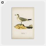 アートポストカード-Common Gull
 - スヴェンスカ フォグラル Postcard.